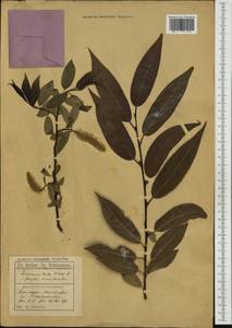 Salix ×meyeriana Rostk. ex Willd., Западная Европа (EUR) (Германия)