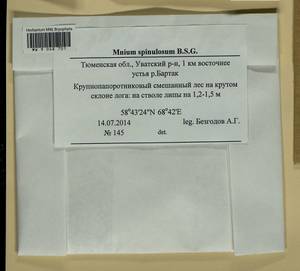 Mnium spinulosum Bruch & Schimp., Гербарий мохообразных, Мхи - Западная Сибирь (включая Алтай) (B15) (Россия)