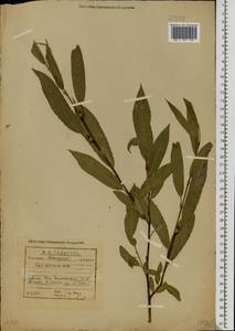 Ива остролистная, Верба Willd., Восточная Европа, Волжско-Камский район (E7) (Россия)