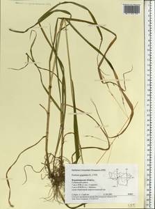 Lolium giganteum (L.) Darbysh., Восточная Европа, Центральный район (E4) (Россия)