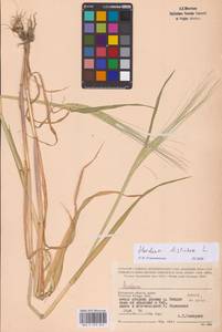 Hordeum vulgare subsp. distichon (L.) Körn., Восточная Европа, Центральный район (E4) (Россия)