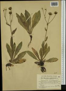 Hieracium amplexicaule subsp. cadinense (Evers) Zahn, Западная Европа (EUR) (Австрия)