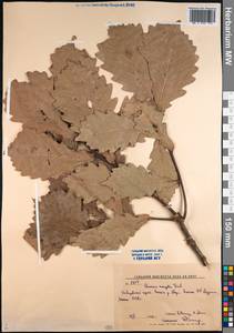 Дуб монгольский Fisch. ex Ledeb., Сибирь, Дальний Восток (S6) (Россия)