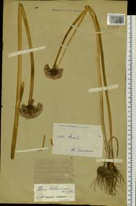 Лук Ледебура Schult. & Schult.f., Сибирь, Западный (Казахстанский) Алтай (S2a) (Казахстан)