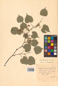 Липа амурская Rupr., Сибирь, Дальний Восток (S6) (Россия)