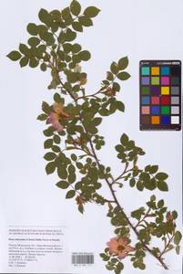 Шиповник почти-собачий (Christ) Dalla Torre & Sarnth., Восточная Европа, Московская область и Москва (E4a) (Россия)