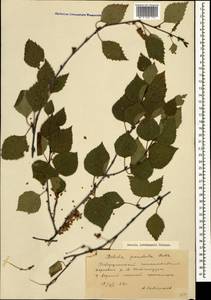 Betula pubescens var. litwinowii (Doluch.) Ashburner & McAll., Кавказ, Ставропольский край, Карачаево-Черкесия, Кабардино-Балкария (K1b) (Россия)