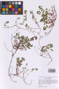 Тимьян блошиный, Чабрец блошиный L., Восточная Европа, Московская область и Москва (E4a) (Россия)