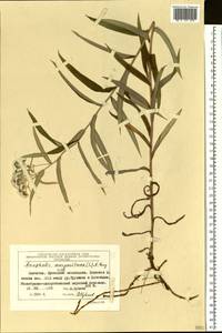 Анафалис жемчужный (L.) Benth., Сибирь, Чукотка и Камчатка (S7) (Россия)