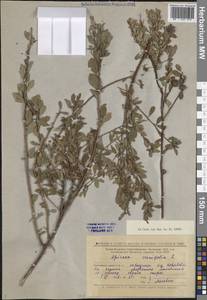 Спирея городчатая, Таволга городчатая L., Восточная Европа, Нижневолжский район (E9) (Россия)