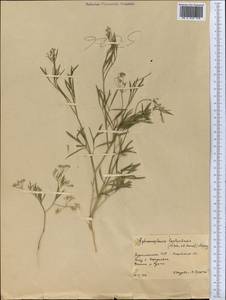 Pimpinella leptoclada (Aitch. & Hemsl.) Mousavi, Mozaff. & Zarre, Средняя Азия и Казахстан, Каракумы (M6) (Туркмения)