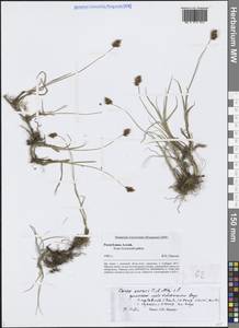 Осока безжилковая C.A.Mey., Сибирь, Алтай и Саяны (S2) (Россия)