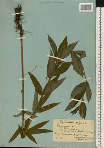 Вербейник обыкновенный L., Восточная Европа, Нижневолжский район (E9) (Россия)