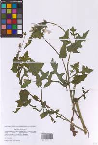 Осот огородный L., Восточная Европа, Московская область и Москва (E4a) (Россия)