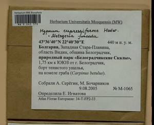 Hypnum cupressiforme Hedw., Гербарий мохообразных, Мхи - Западная Европа (BEu) (Болгария)