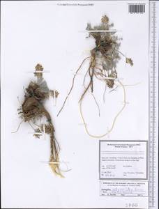 Astragalus alyssoides Lam., Зарубежная Азия (ASIA) (Иран)
