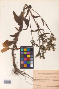 Picris japonica subsp. japonica, Сибирь, Дальний Восток (S6) (Россия)