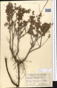 Курчавка шиповатая L., Средняя Азия и Казахстан, Прикаспийский Устюрт и Северное Приаралье (M8) (Казахстан)