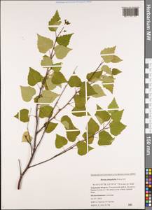 Betula pendula subsp. mandshurica (Regel) Ashburner & McAll., Сибирь, Дальний Восток (S6) (Россия)