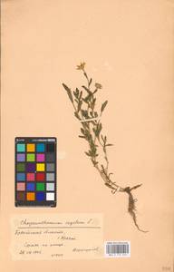 Златоцвет посевной, Хризантема посевная (L.) Fourr., Восточная Европа, Белоруссия (E3a) (Белоруссия)