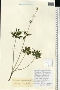Ranunculus polyanthemos subsp. meyerianus (Rupr.) Elenevsky & Derv.-Sokol., Восточная Европа, Восточный район (E10) (Россия)