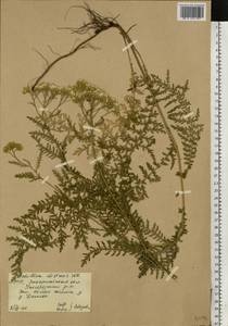 Тысячелистник расставленный Waldst. & Kit. ex Willd., Восточная Европа, Западно-Украинский район (E13) (Украина)
