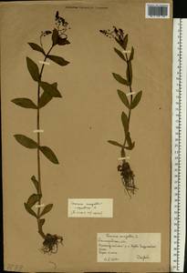 Вероника ключевая, Вероника водная L., Восточная Европа, Нижневолжский район (E9) (Россия)