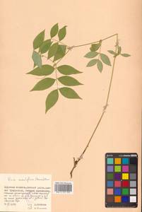 Горошек разветвленный (Maxim.) Ohwi, Сибирь, Дальний Восток (S6) (Россия)