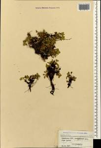 Сиббальдия мелкоцветковая Willd., Кавказ, Армения (K5) (Армения)