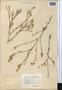 Centaurea alba subsp. sterilis (Stev.) Mikheev, Крым (KRYM) (Россия)