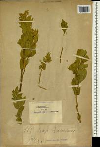 Thermopsis turkestanica Gand., Зарубежная Азия (ASIA) (КНР)