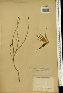 Aloe humilis (L.) Mill., Африка (AFR) (Неизвестно)