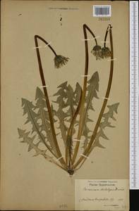 Taraxacum scotolepis Dahlst., Западная Европа (EUR) (Швеция)