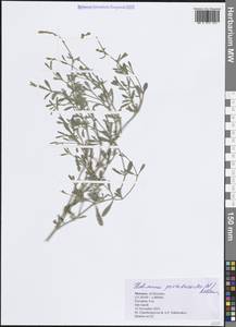 Галимионе портулаковидная (L.) Aellen, Африка (AFR) (Марокко)