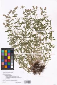 MHA 0 157 235, Thymus pannonicus All., Восточная Европа, Центральный лесостепной район (E6) (Россия)