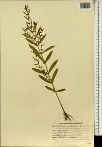 Ротала индийская (Willd.) Koehne, Зарубежная Азия (ASIA) (Индия)