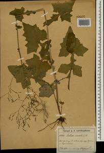 Мицелис стенной (L.) Dumort., Восточная Европа, Московская область и Москва (E4a) (Россия)