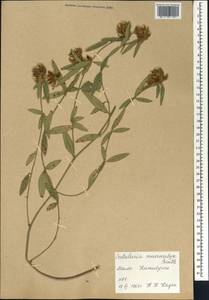 Crotalaria macrocalyx Benth., Африка (AFR) (Мали)