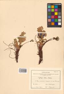 Остролодочник притупленный Matsum., Сибирь, Дальний Восток (S6) (Россия)