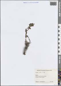 Nonea pulla subsp. pulla, Крым (KRYM) (Россия)