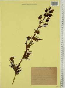 Aconitum variegatum subsp. nasutum (Fischer ex Rchb.) Götz, Кавказ, Краснодарский край и Адыгея (K1a) (Россия)