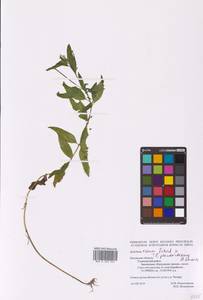 Epilobium roseum × pseudorubescens, Восточная Европа, Центральный район (E4) (Россия)