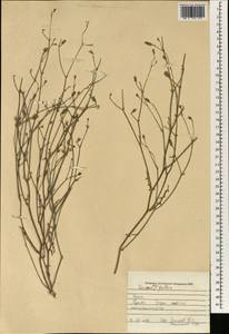 Launaea procumbens (Roxb.) Amin, Зарубежная Азия (ASIA) (Ирак)