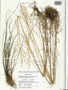 Мятлик болотный L., Восточная Европа, Северный район (E1) (Россия)