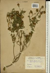 Василек волосистоголовый M. Bieb. ex Willd., Восточная Европа, Ростовская область (E12a) (Россия)