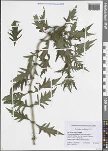 Зюзник высокий L.fil., Восточная Европа, Центральный район (E4) (Россия)