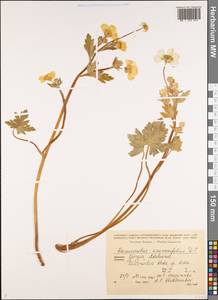 Лютик крупноцветковый L., Кавказ, Грузия (K4) (Грузия)