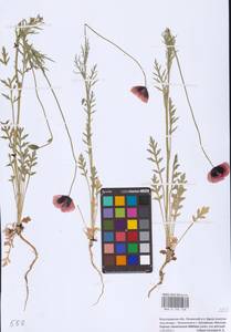 Мак Стевена (Mikheev) Kubát & Šípošová, Восточная Европа, Нижневолжский район (E9) (Россия)