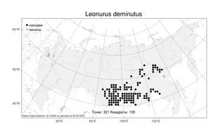 Leonurus deminutus, Пустырник уменьшенный V.I.Krecz., Атлас флоры России (FLORUS) (Россия)