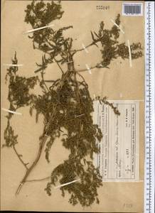 Полынь эстрагон L., Средняя Азия и Казахстан, Муюнкумы, Прибалхашье и Бетпак-Дала (M9) (Казахстан)